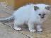 PoulaTo: birman x ragdoll